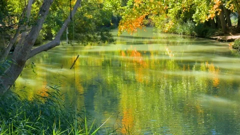 Bucolic pond with forest reflection Stock Footage 124391268