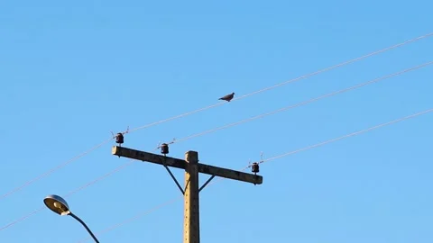 Bucolic scene of a bird flying.  Stock Footage 155443300