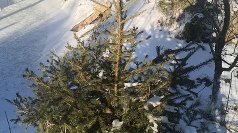 Bucovina snow Stock Footage 122436330
