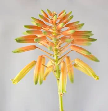 Bud of aloe Foto stock