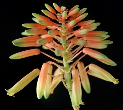 Bud of aloe Foto stock