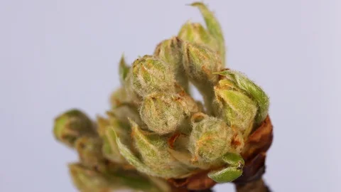 Bud of a apple tree opening in a timelapse Stock Footage 129007661