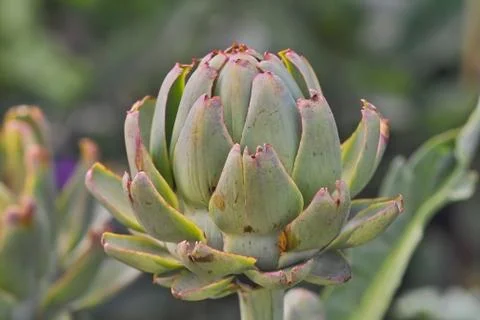 Bud of an artichoke Stock Photos