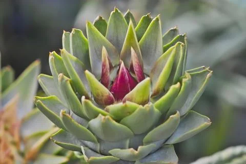 Bud of an artichoke Foto stock