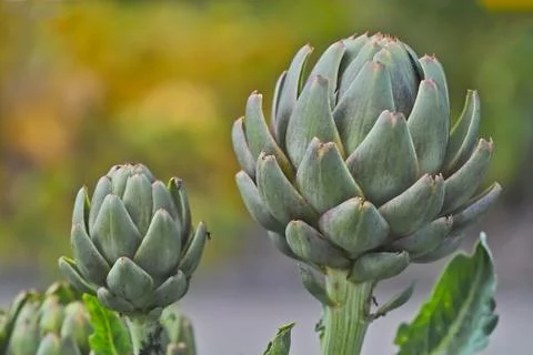 Bud of an artichoke Foto stock