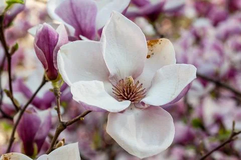 Bud of beautiful spring magnolia Stock Photos