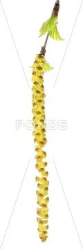 Bud of birch with leaves Stock Photos