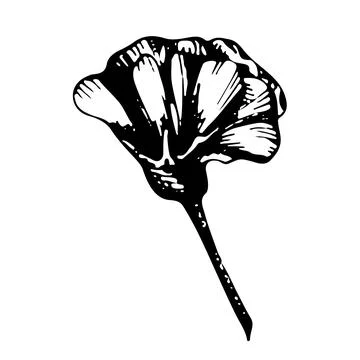 A bud of a blossoming flower. Vector linear illustration. Black and white gra Stock Illustration