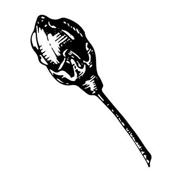 A bud of a blossoming flower. Vector linear illustration. Black and white gra Stock Illustration