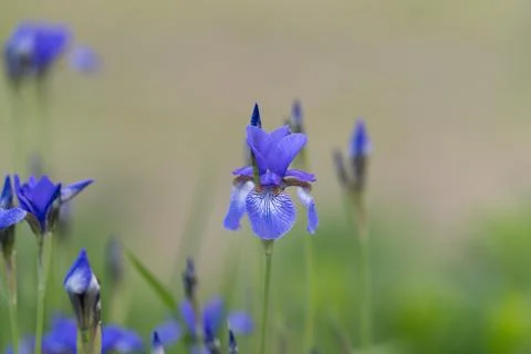 Bud blossoms emerge. Single iris sprout breaking through surrounding blades.. Stock Photos