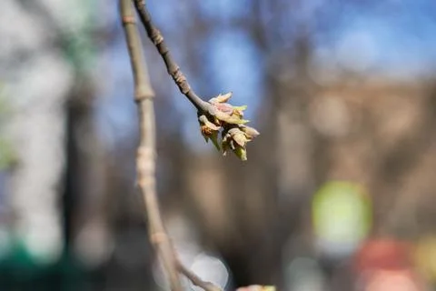 Bud on branch in spring Stock Photos