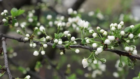 Bud break of the fruit tree. Stock Footage 241423239