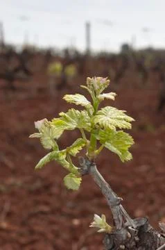Bud break Stock Photos