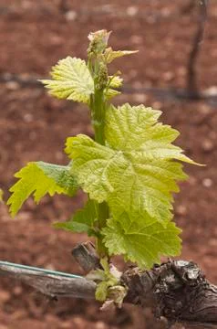 Bud break Stock Photos