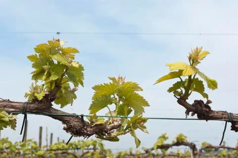 Bud break Stock Photos