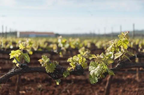Bud break Stock Photos