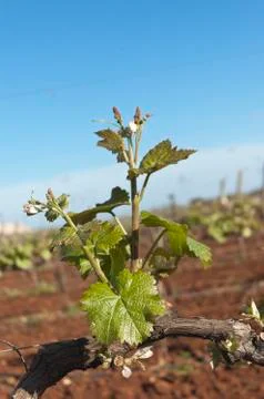 Bud break Stock Photos