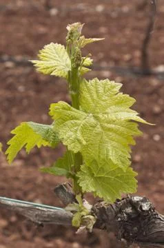 Bud break Stock Photos