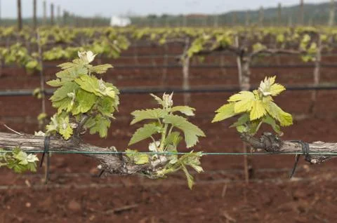 Bud break Stock Photos