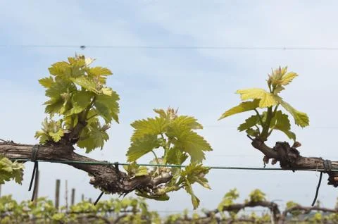 Bud break Stock Photos
