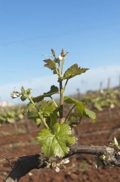 Bud break Stock Photos