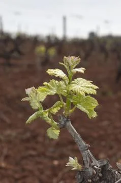 Bud break Stock Photos