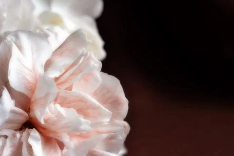 Bud of a brown carnation close-up Stock Photos