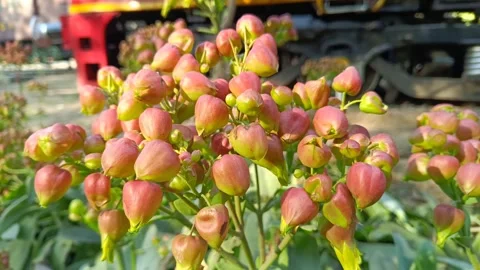 Bud of Bryophyllum plant , Hypericum Berry Flower Red in Bulk. Filler Flowe.. Stock Footage 328525806
