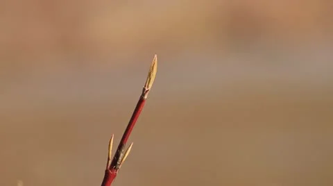 Bud Bug Spring River Bokeh Stock Footage 11060942