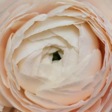 Bud buttercup close up, macro. Background of flowers, Texture of the ranunculus. Stock Photos