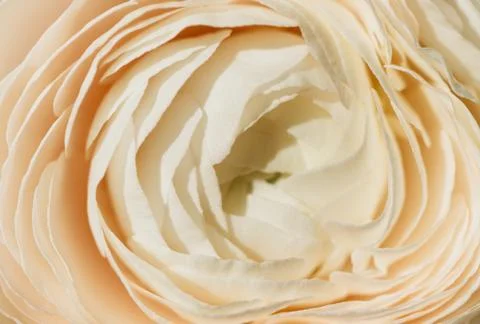 Bud buttercup close up, macro. Background of flowers, Texture of the ranunculus. Stock Photos