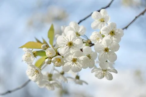 Bud of cherry blossoms sky background Stock Photos