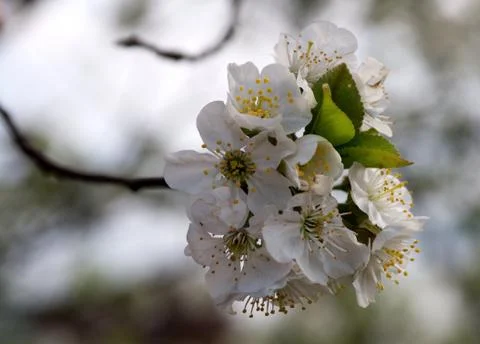 Bud of Cherry Tree Stock Photos