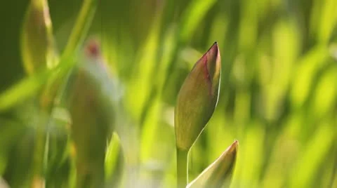 Bud  close up Stock Footage 11099569