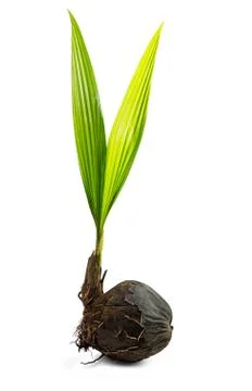Bud of coconut tree Stock Photos