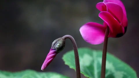 The bud of a Cyclamen flower develops and blooms in time-lapsed motion. Stock Footage 142403019