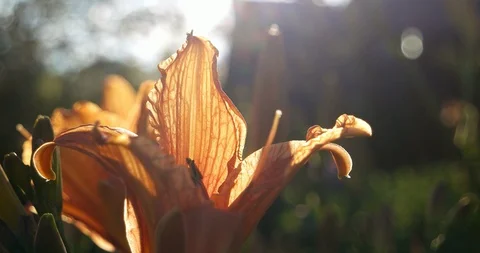 The bud of Daylily close-up in warm soft light. Stock Footage 88689685
