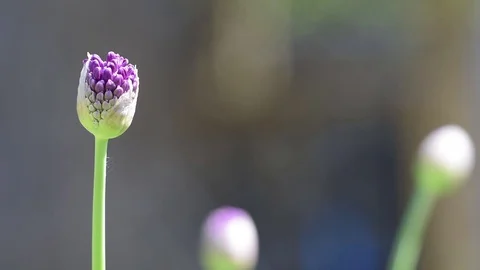 Bud of decorative bow swaying in the wind Video stock 75894773