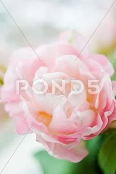 Bud delicate pink tulip Stock Photos