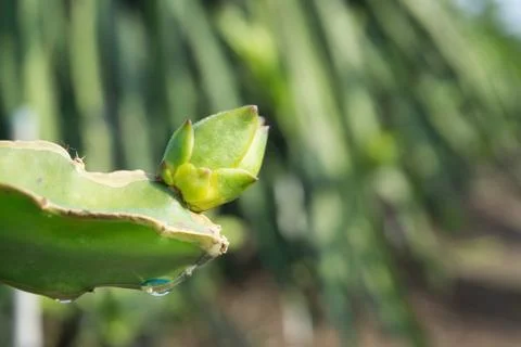 Bud of dragon fruit Stock Photos