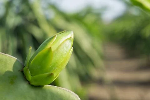 The bud of dragon fruit Stock Photos