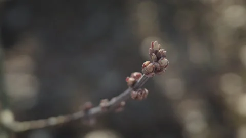 A bud at the end of a branch Stock Footage 219582606