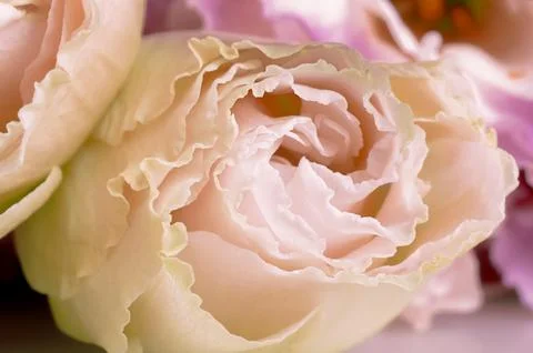 The bud of the eustoma flower. Close-up, soft focus Stock Photos