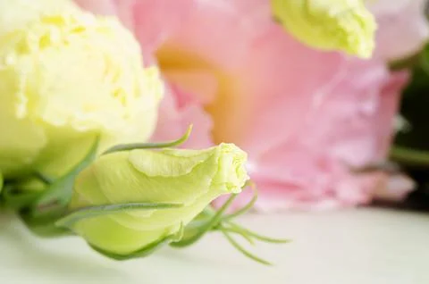 The bud of the eustoma flower. Close-up, soft focus Stock Photos