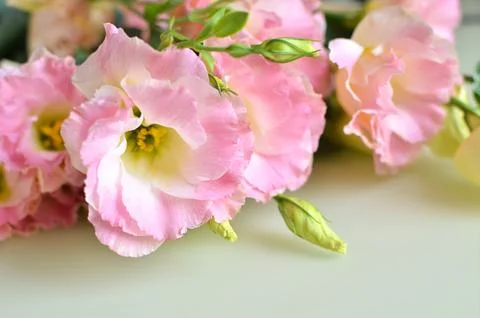 The bud of the eustoma flower. Close-up, soft focus Stock Photos