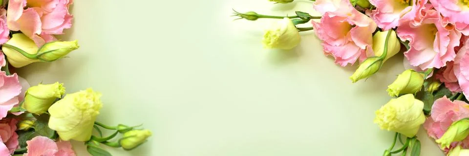 The bud of the eustoma flower. Close-up, soft focus. Banner Stock Photos