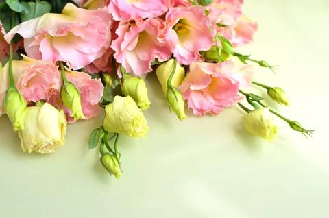 The bud of the eustoma flower. Close-up, soft focus Stock Photos