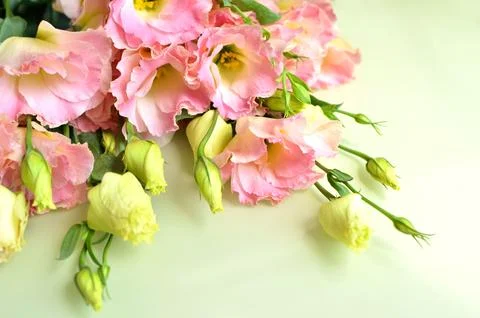 The bud of the eustoma flower. Close-up, soft focus Stock Photos