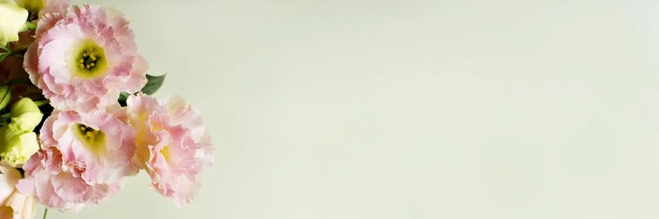 The bud of the eustoma flower. Stock Photos