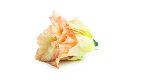 The bud of eustoma on a white background. Lisianthus bud. Stock Photos